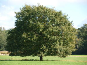 riesiger Baum auf Wiese