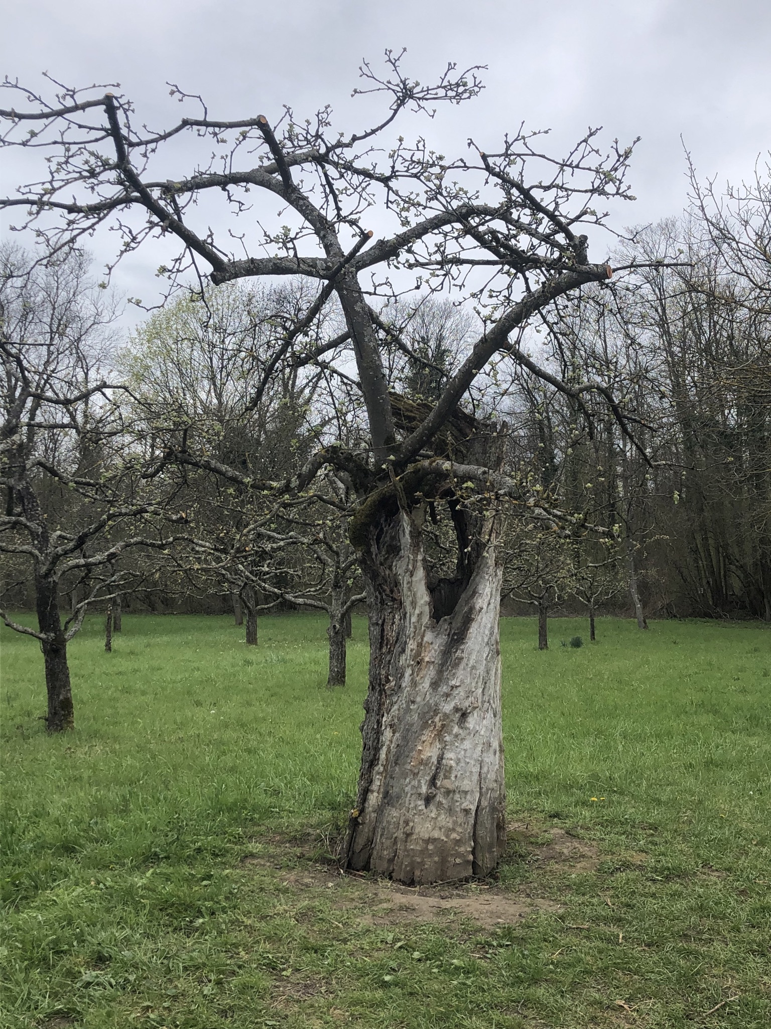 Baum bei Grauelsbaum